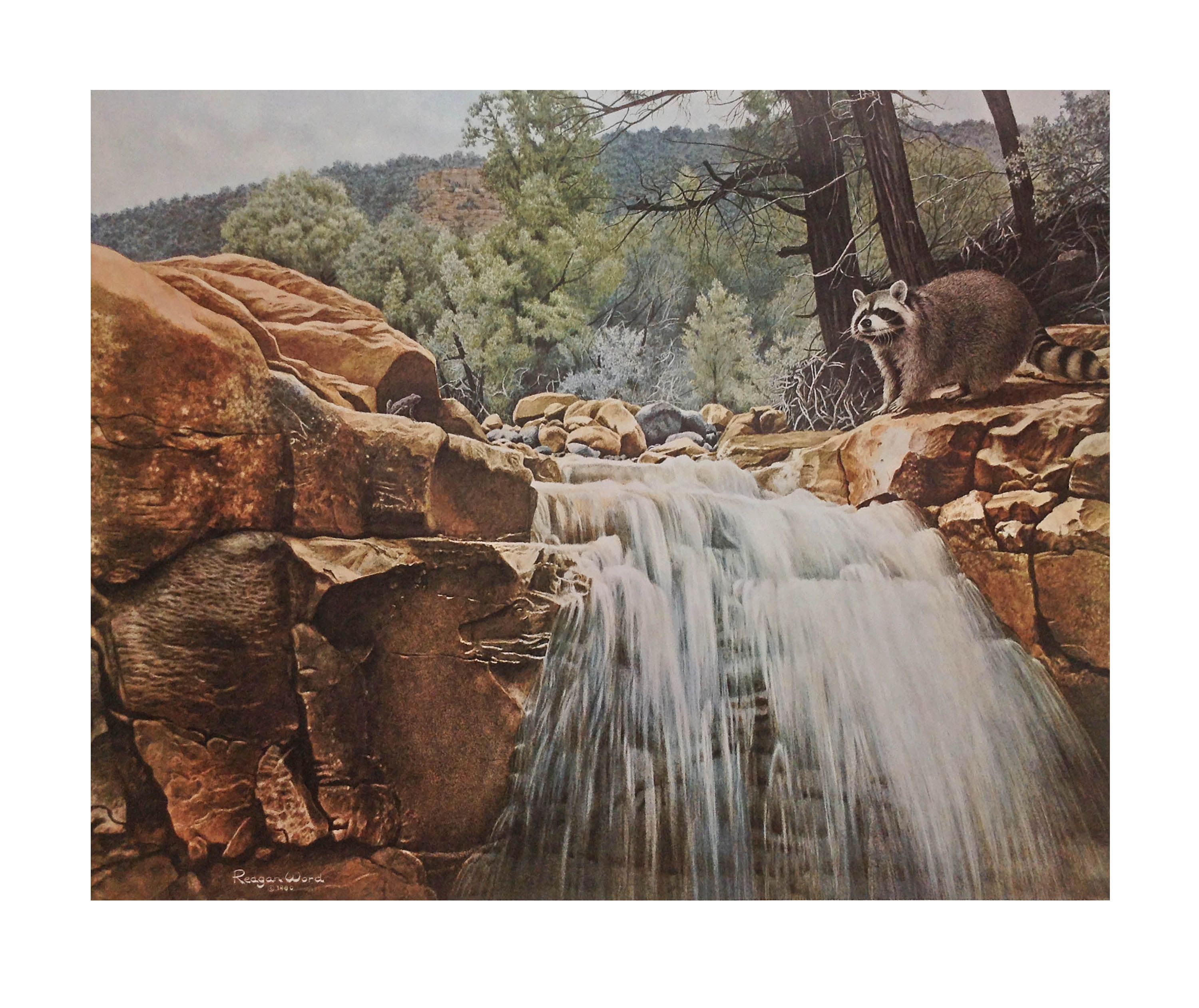 Raccoon print in Reagan Word's collection of "Paintings of the Southwest Series".