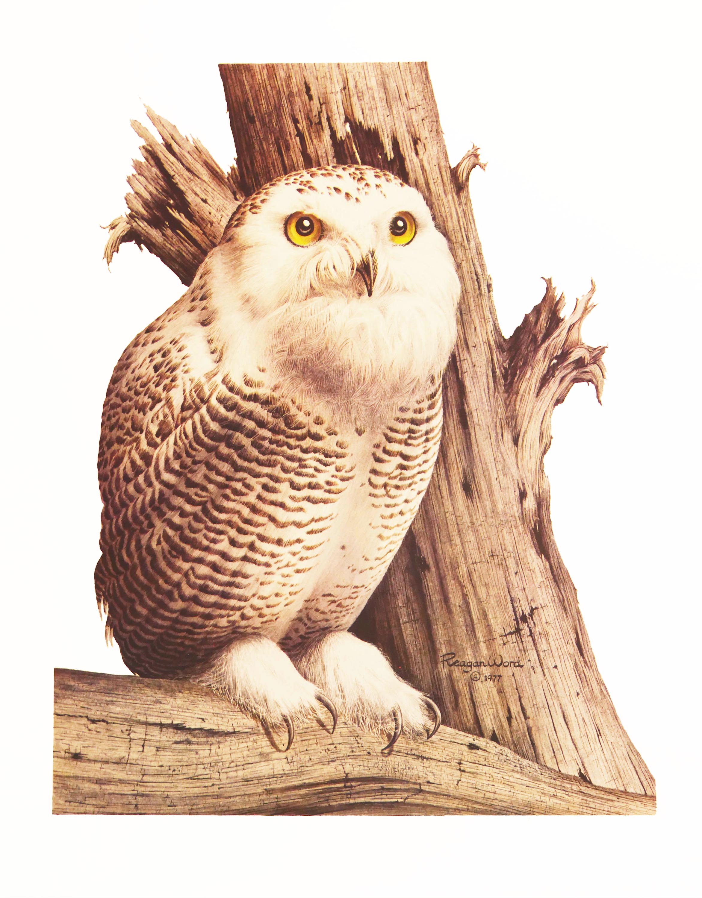 Snowy Owl print by Reagan Word