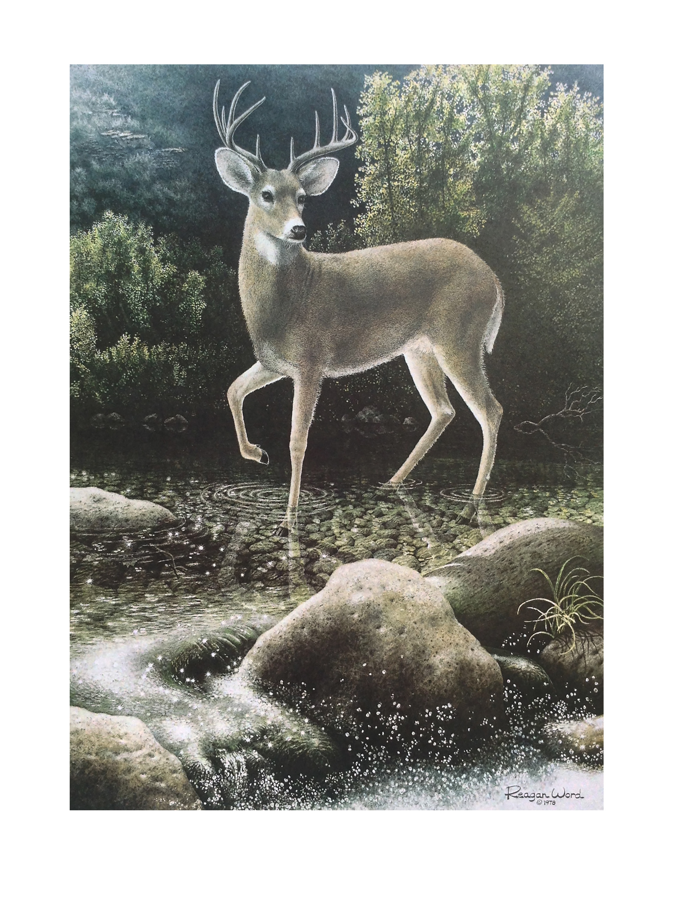 Whitetail Deer print in Reagan Word's collection of "Paintings of the Southwest Series".